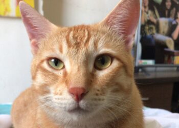 Flying With Pets In India | During Corona