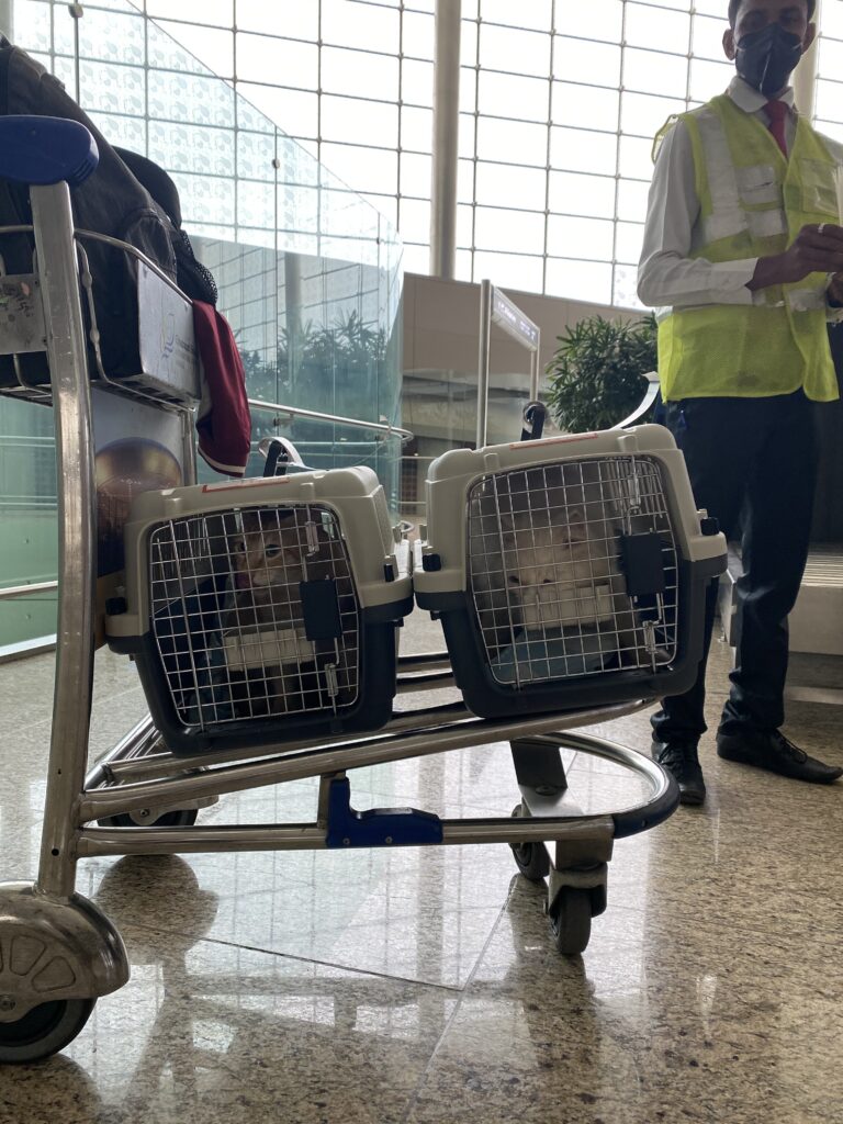 Flying With Pets In India